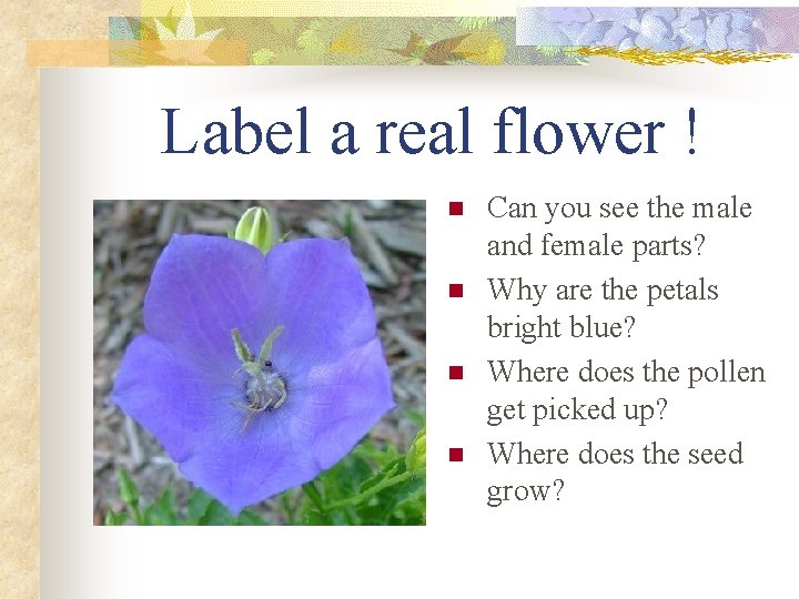Label a real flower ! n n Can you see the male and female