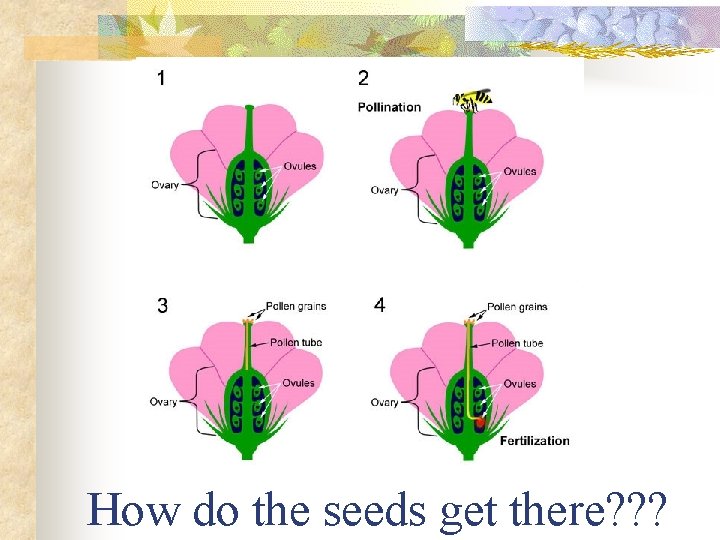 How do the seeds get there? ? ? 