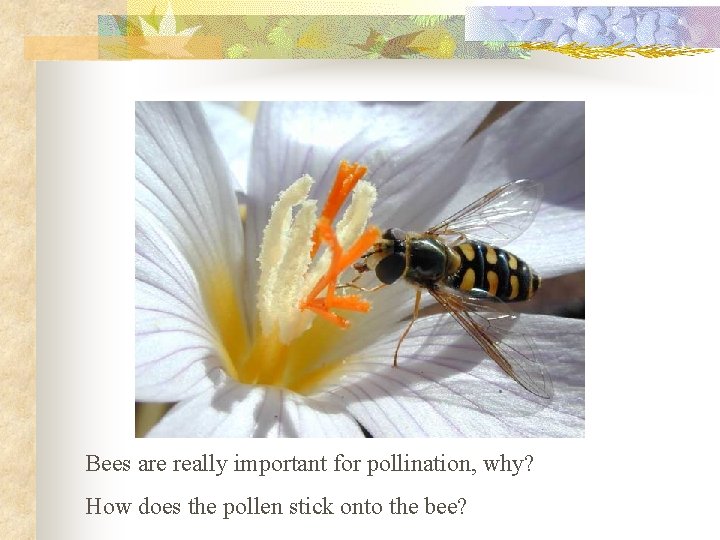 Bees are really important for pollination, why? How does the pollen stick onto the