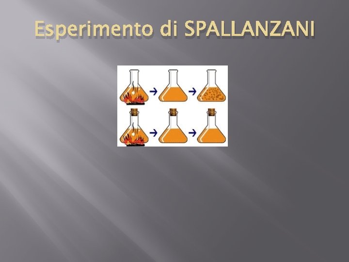 Esperimento di SPALLANZANI 