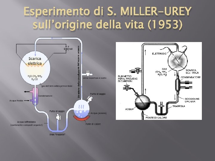 Esperimento di S. MILLER-UREY sull’origine della vita (1953) 