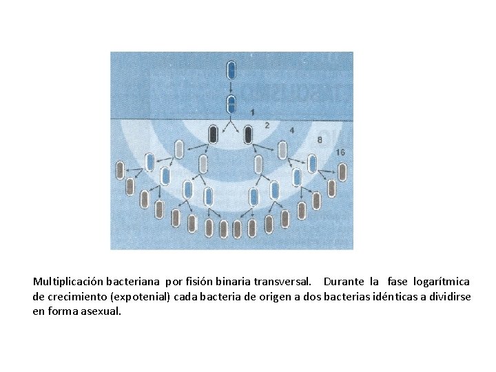 Multiplicación bacteriana por fisión binaria transversal. Durante la fase logarítmica de crecimiento (expotenial) cada