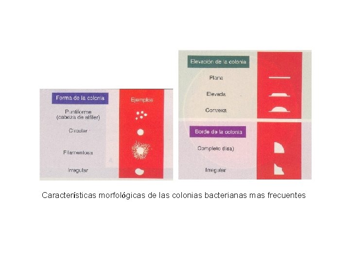 Características morfológicas de las colonias bacterianas mas frecuentes 