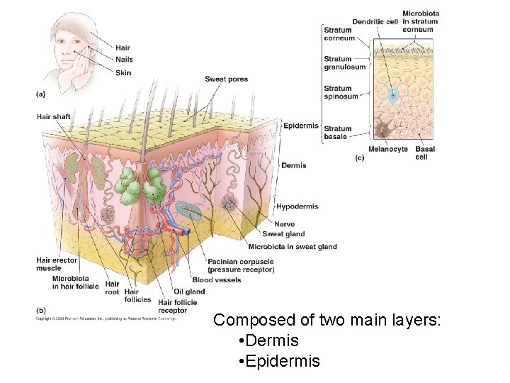 [INSERT FIGURE 19. 1] Composed of two main layers: • Dermis • Epidermis 