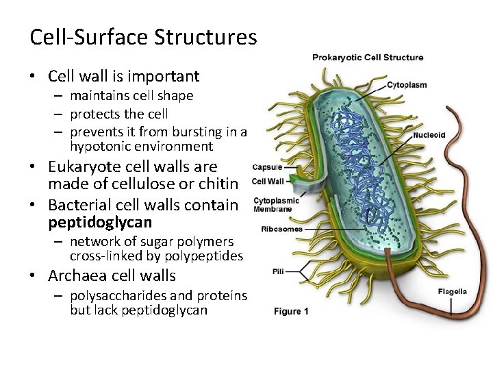 Cell-Surface Structures • Cell wall is important – maintains cell shape – protects the