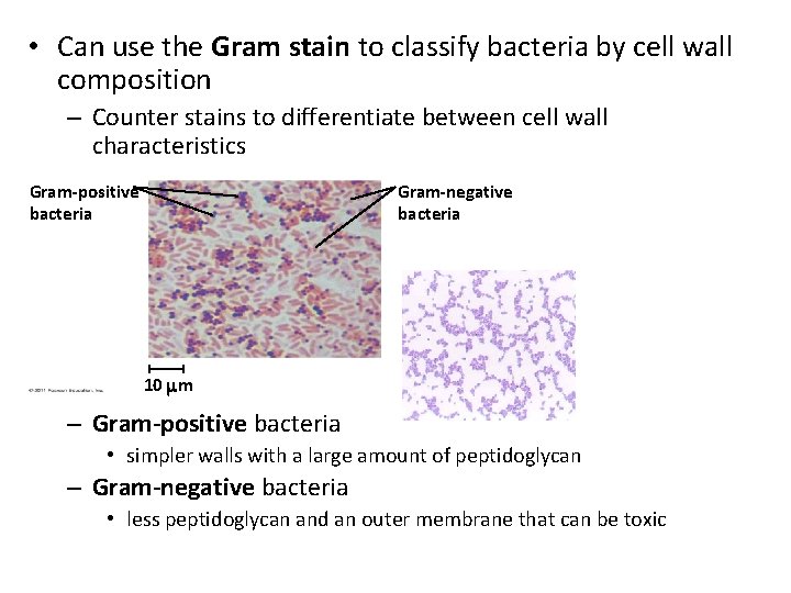  • Can use the Gram stain to classify bacteria by cell wall composition