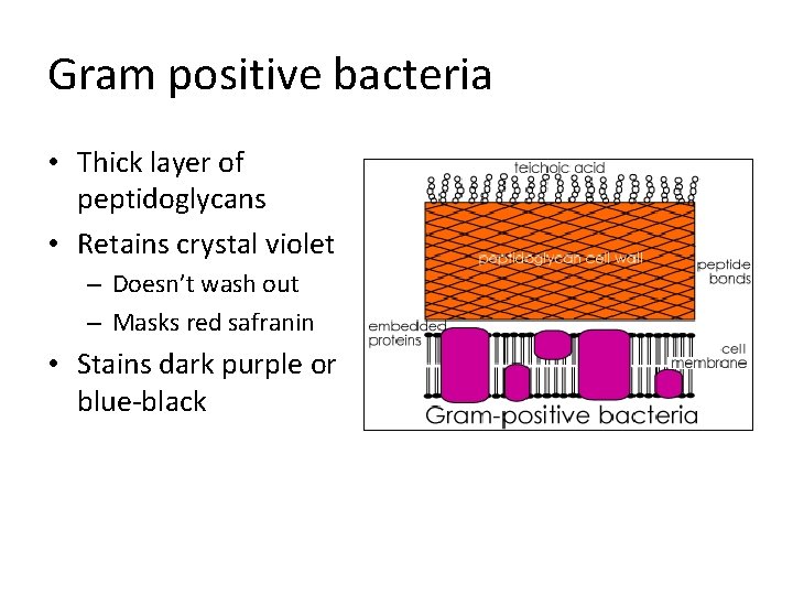 Gram positive bacteria • Thick layer of peptidoglycans • Retains crystal violet – Doesn’t
