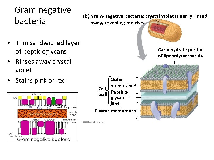 Gram negative bacteria • Thin sandwiched layer of peptidoglycans • Rinses away crystal violet