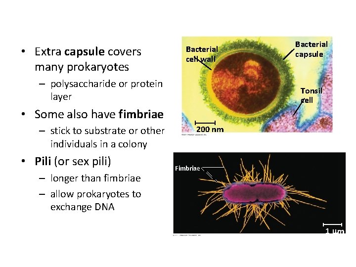  • Extra capsule covers many prokaryotes Bacterial cell wall – polysaccharide or protein