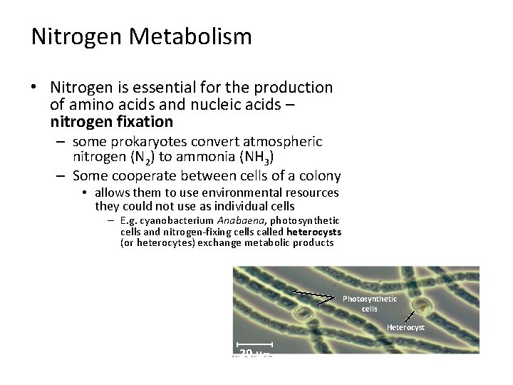 Nitrogen Metabolism • Nitrogen is essential for the production of amino acids and nucleic