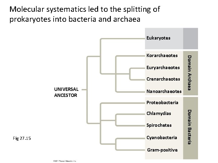 Molecular systematics led to the splitting of prokaryotes into bacteria and archaea Eukaryotes Euryarchaeotes