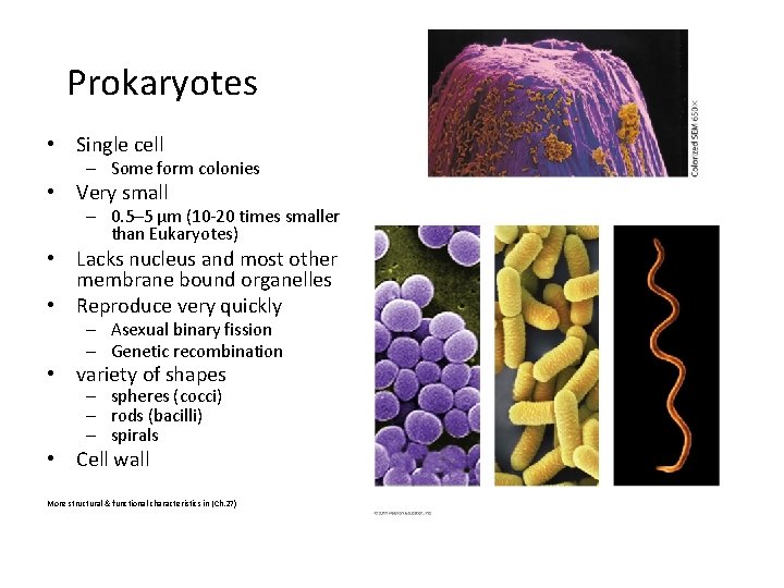 Prokaryotes • Single cell – Some form colonies • Very small – 0. 5–