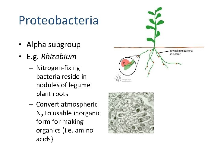 Proteobacteria • Alpha subgroup • E. g. Rhizobium – Nitrogen-fixing bacteria reside in nodules