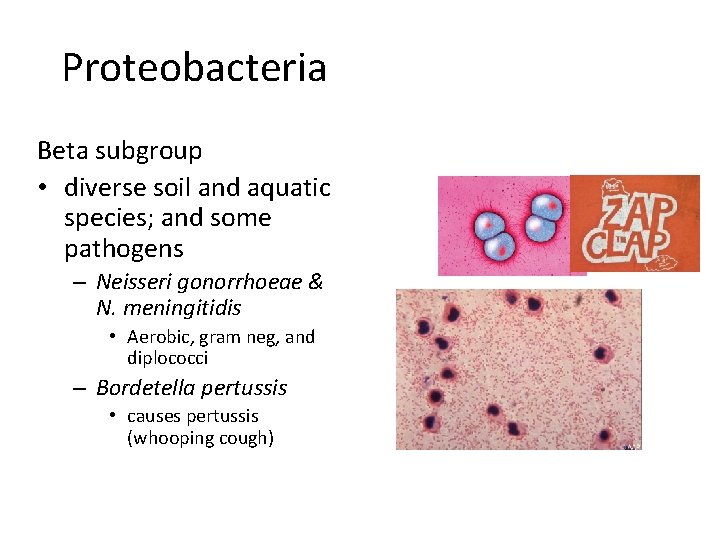 Proteobacteria Beta subgroup • diverse soil and aquatic species; and some pathogens – Neisseri