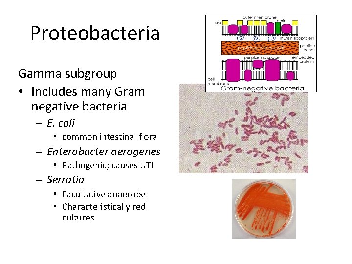 Proteobacteria Gamma subgroup • Includes many Gram negative bacteria – E. coli • common
