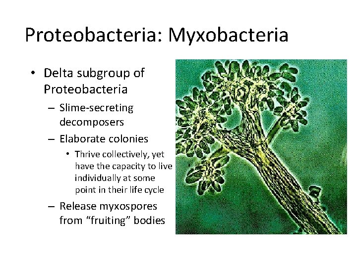 Proteobacteria: Myxobacteria • Delta subgroup of Proteobacteria – Slime-secreting decomposers – Elaborate colonies •