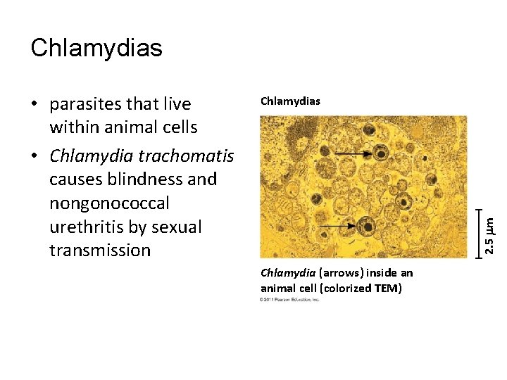 Chlamydias 2. 5 m • parasites that live within animal cells • Chlamydia trachomatis