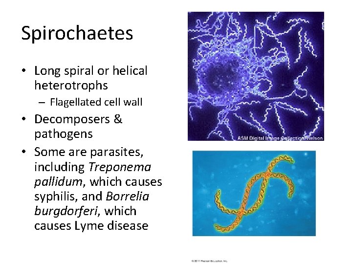 Spirochaetes • Long spiral or helical heterotrophs – Flagellated cell wall • Decomposers &