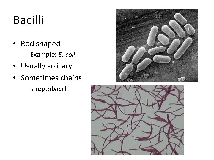 Bacilli • Rod shaped – Example: E. coli • Usually solitary • Sometimes chains