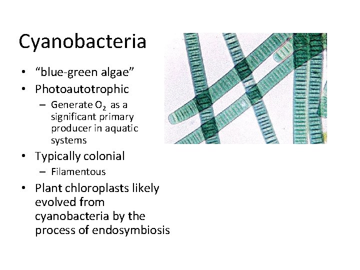 Cyanobacteria • “blue-green algae” • Photoautotrophic – Generate O 2 as a significant primary
