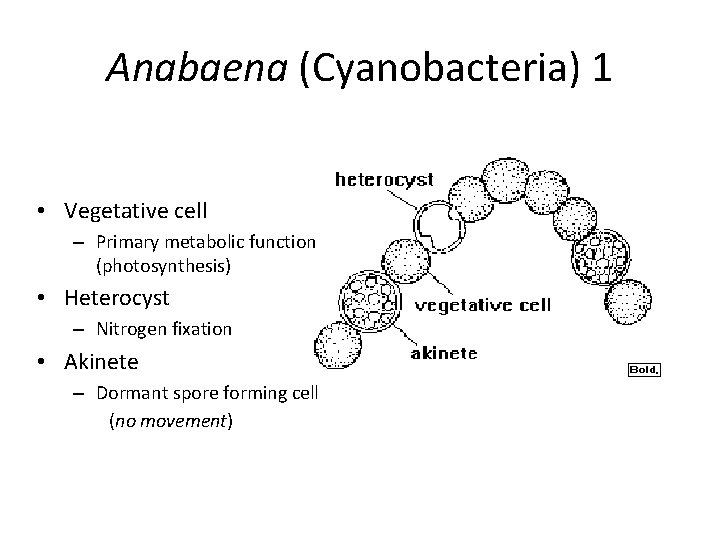 Anabaena (Cyanobacteria) 1 • Vegetative cell – Primary metabolic function (photosynthesis) • Heterocyst –