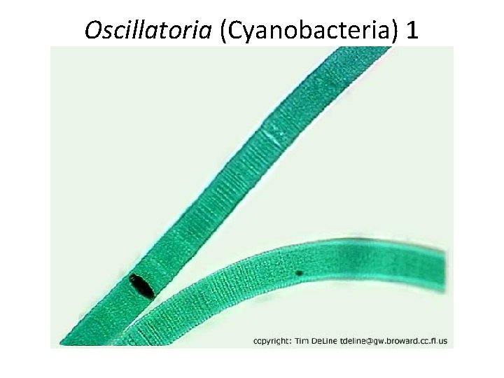 Oscillatoria (Cyanobacteria) 1 