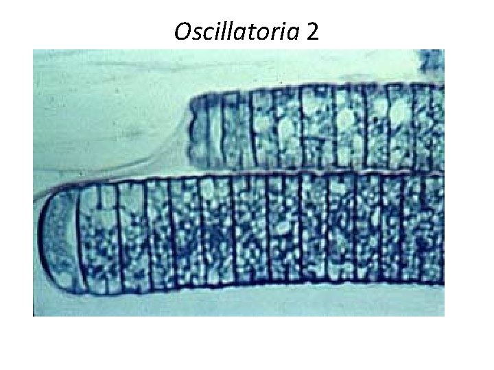 Oscillatoria 2 