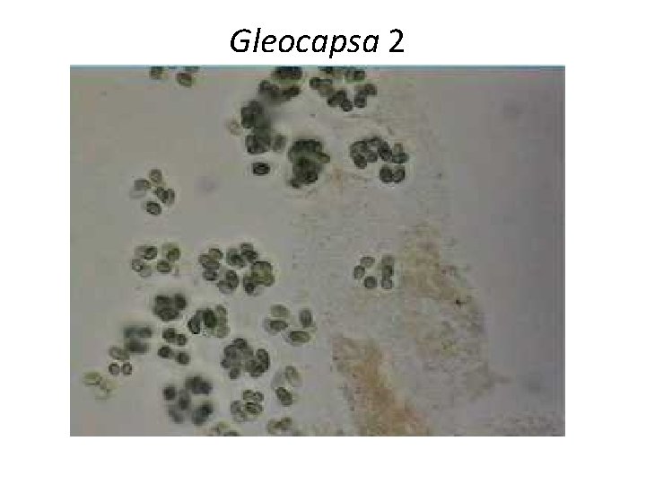 Gleocapsa 2 