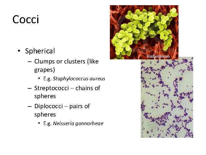 Cocci • Spherical – Clumps or clusters (like grapes) • E. g. Staphylococcus aureus