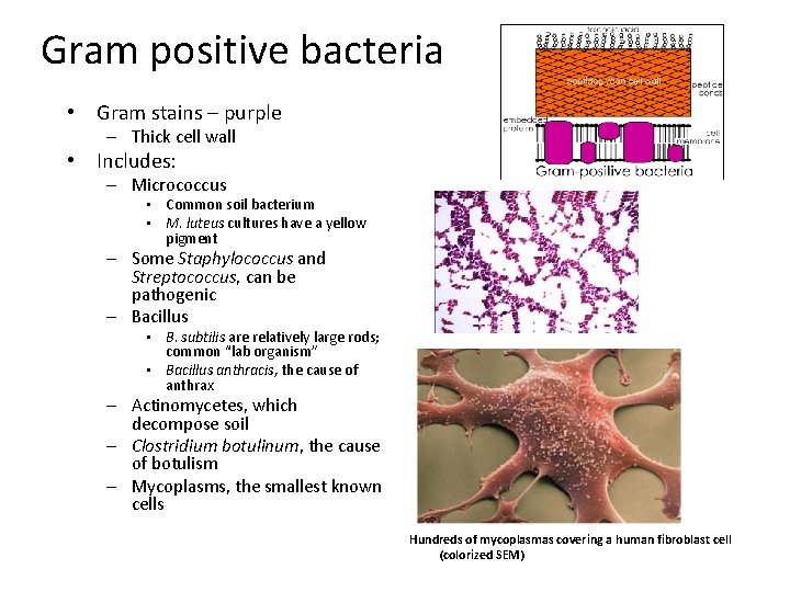 Gram positive bacteria • Gram stains – purple – Thick cell wall • Includes: