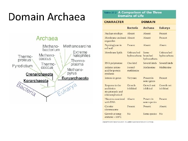 Domain Archaea 