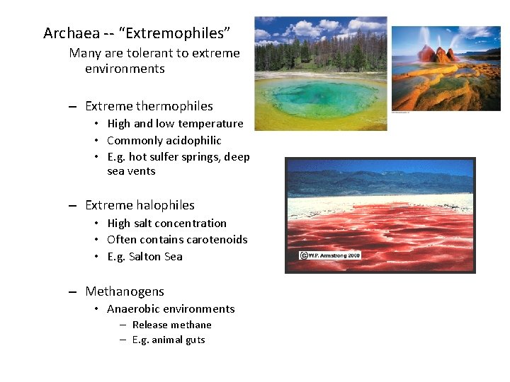 Archaea -- “Extremophiles” Many are tolerant to extreme environments – Extreme thermophiles • High