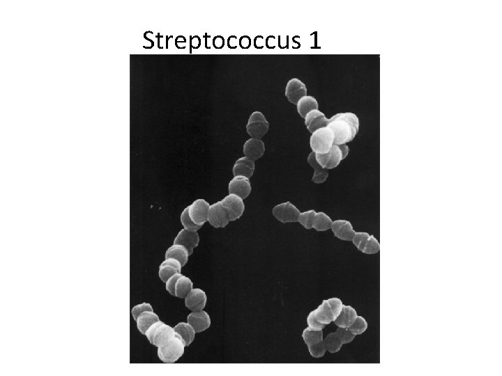 Streptococcus 1 