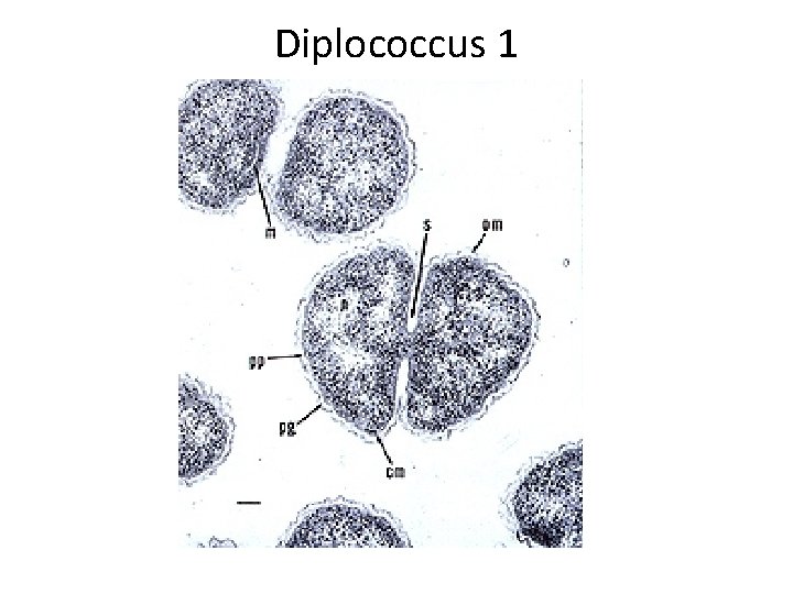Diplococcus 1 