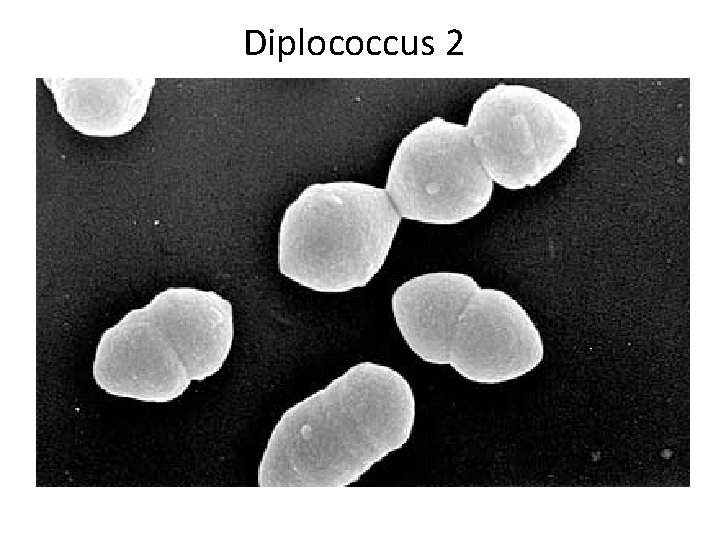 Diplococcus 2 