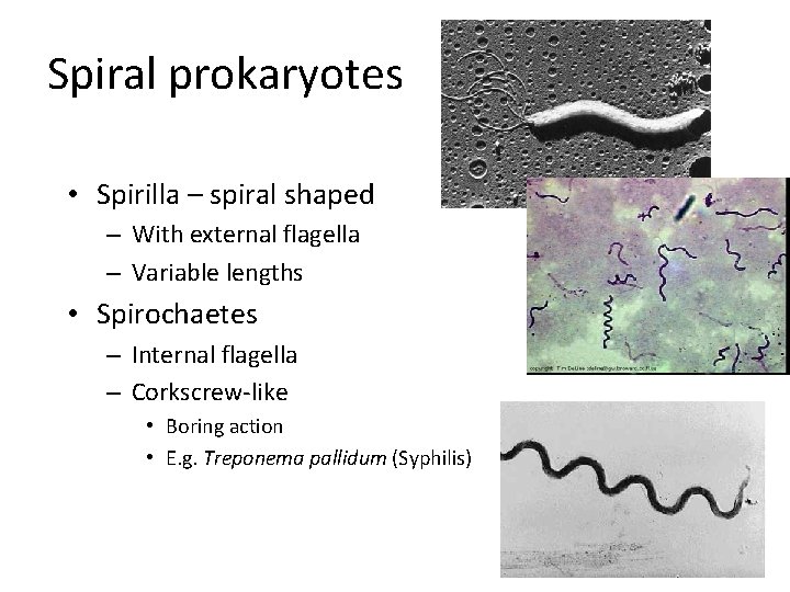 Spiral prokaryotes • Spirilla – spiral shaped – With external flagella – Variable lengths