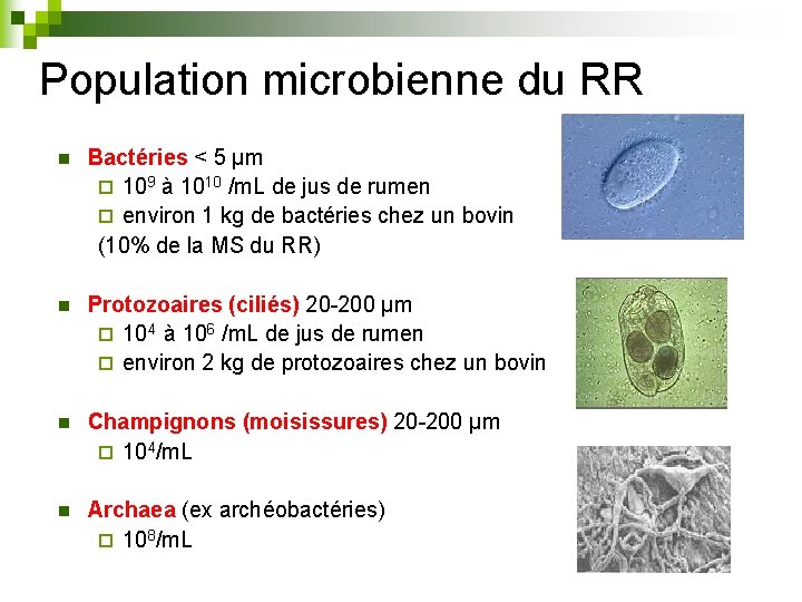 Population microbienne du RR n Bactéries < 5 µm ¨ 109 à 1010 /m.