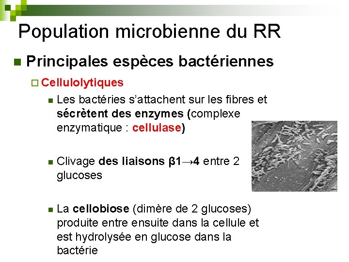 Population microbienne du RR n Principales espèces bactériennes ¨ Cellulolytiques n Les bactéries s’attachent