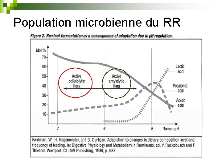 Population microbienne du RR 