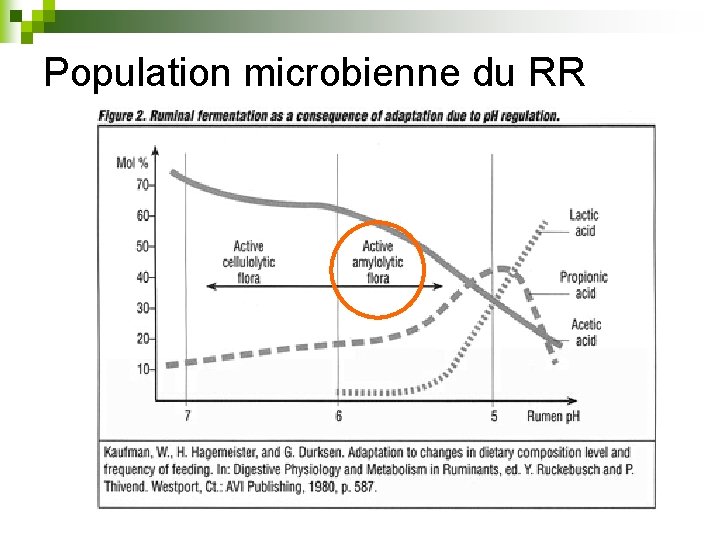 Population microbienne du RR 