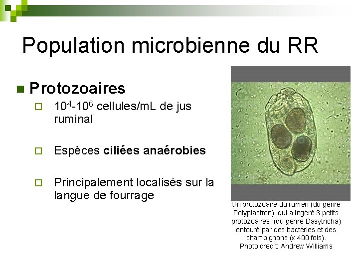Population microbienne du RR n Protozoaires ¨ 104 -106 cellules/m. L de jus ruminal