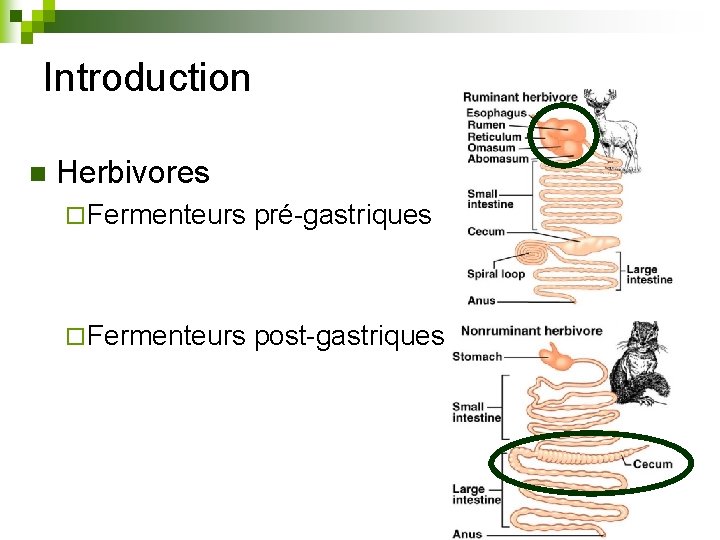 Introduction n Herbivores ¨ Fermenteurs pré-gastriques ¨ Fermenteurs post-gastriques 