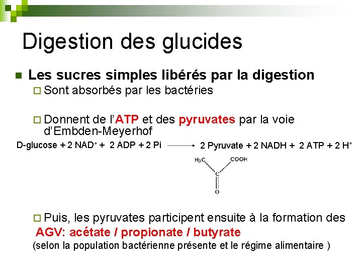 Digestion des glucides n Les sucres simples libérés par la digestion ¨ Sont absorbés