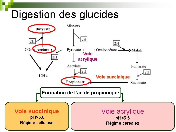 Digestion des glucides Voie acrylique Voie succinique Formation de l’acide propionique Voie succinique p.