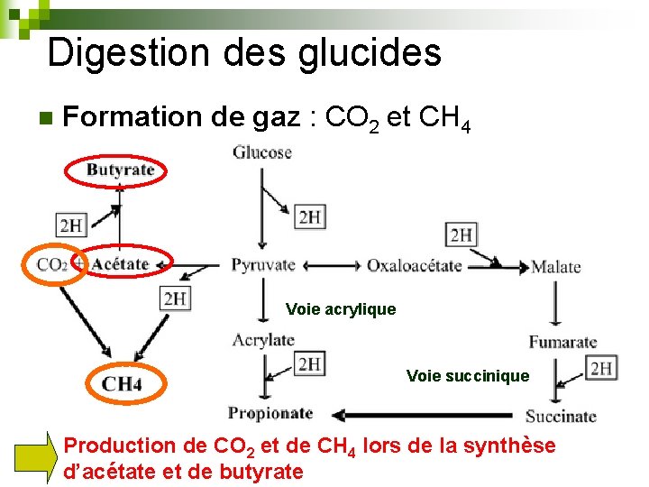 Digestion des glucides n Formation de gaz : CO 2 et CH 4 Voie