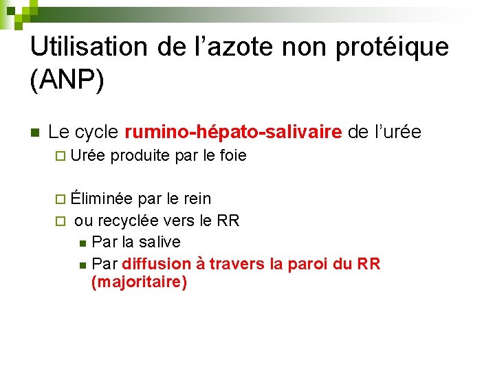 Utilisation de l’azote non protéique (ANP) n Le cycle rumino-hépato-salivaire de l’urée ¨ Urée