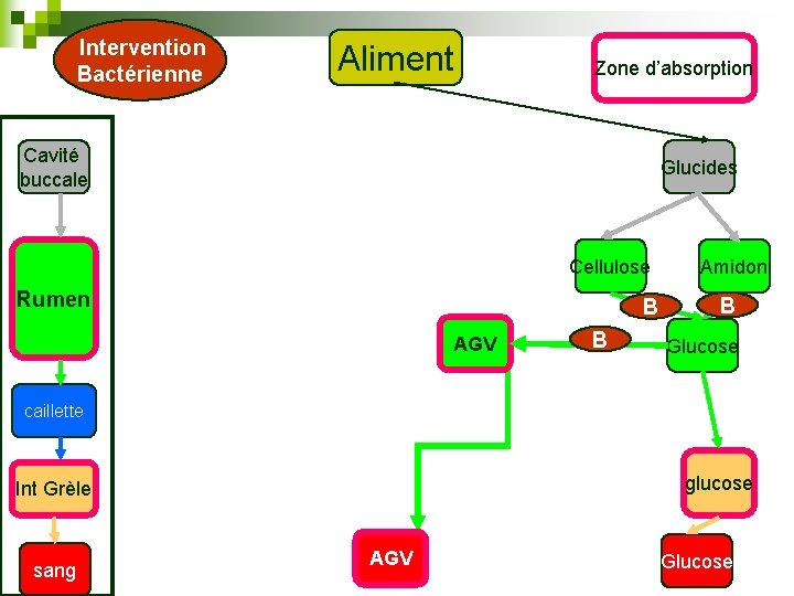 Intervention Bactérienne Aliment Zone d’absorption Cavité buccale Glucides Cellulose Rumen B AGV B Amidon