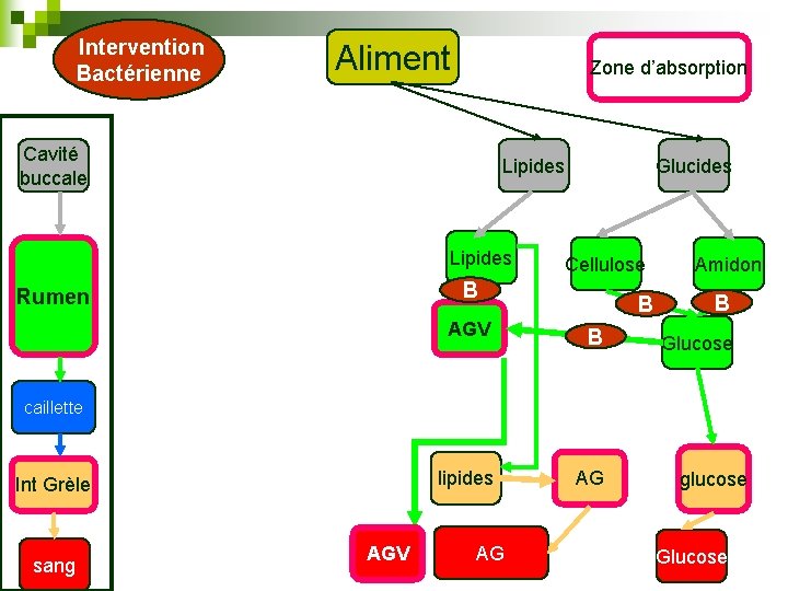 Intervention Bactérienne Aliment Zone d’absorption Cavité buccale Lipides Glucides Cellulose B Rumen B AGV