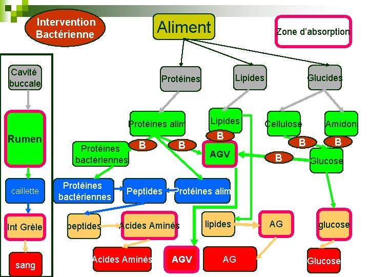 Intervention Bactérienne Aliment Cavité buccale Protéines bactériennes caillette Protéines bactériennes Int Grèle peptides sang