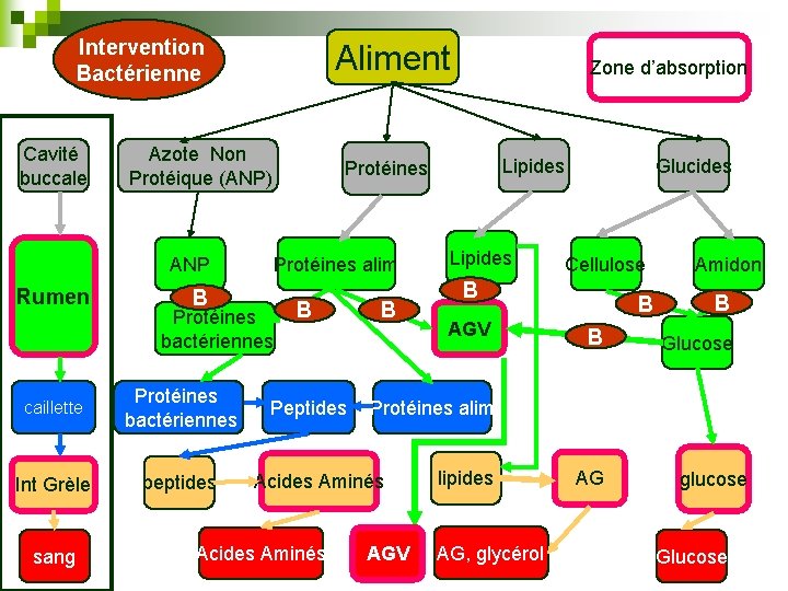 Intervention Bactérienne Cavité buccale Aliment Azote Non Protéique (ANP) ANP Rumen B caillette Protéines